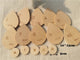 leaves set 15